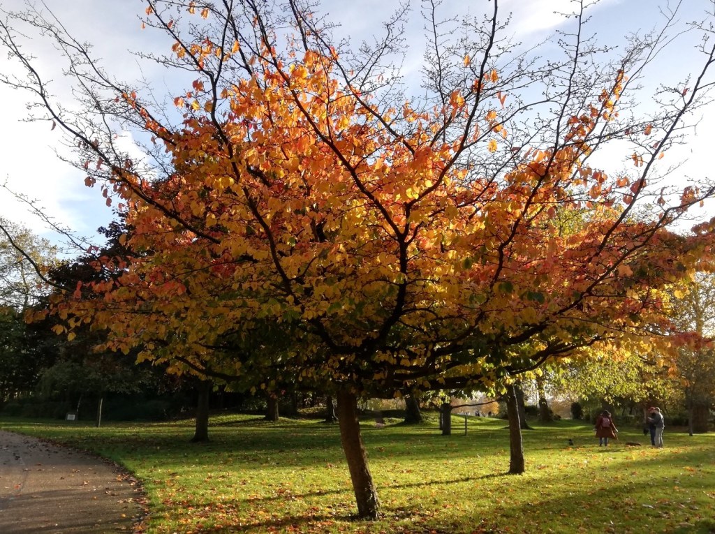 Tree with autumn leaves